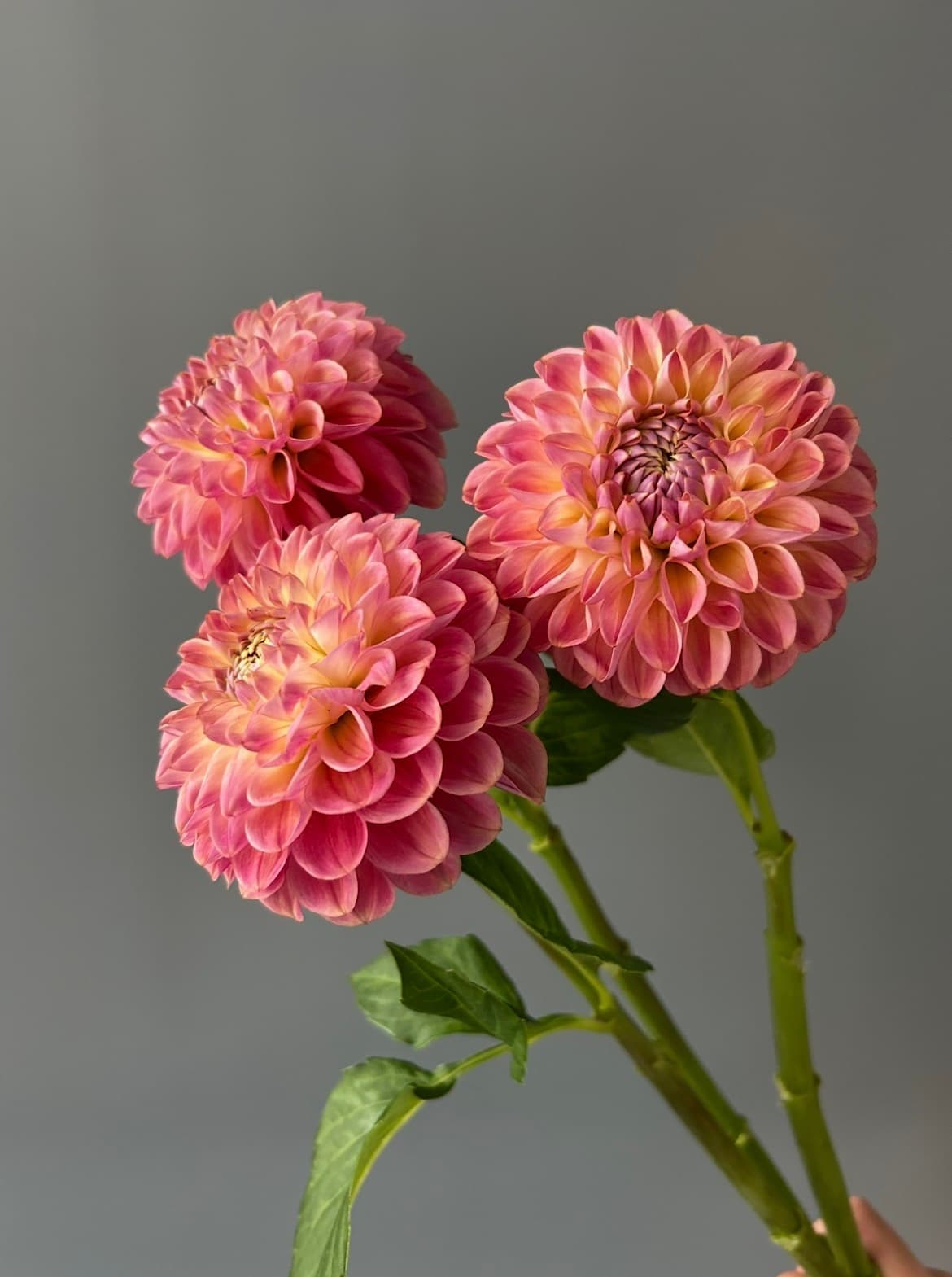 Георгин "Clearview Peachy"