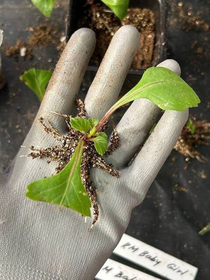 Корни укоренённого черенка георгина после очистки