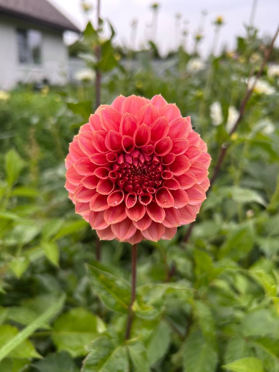 Черенок "KA's Keltie Rose"