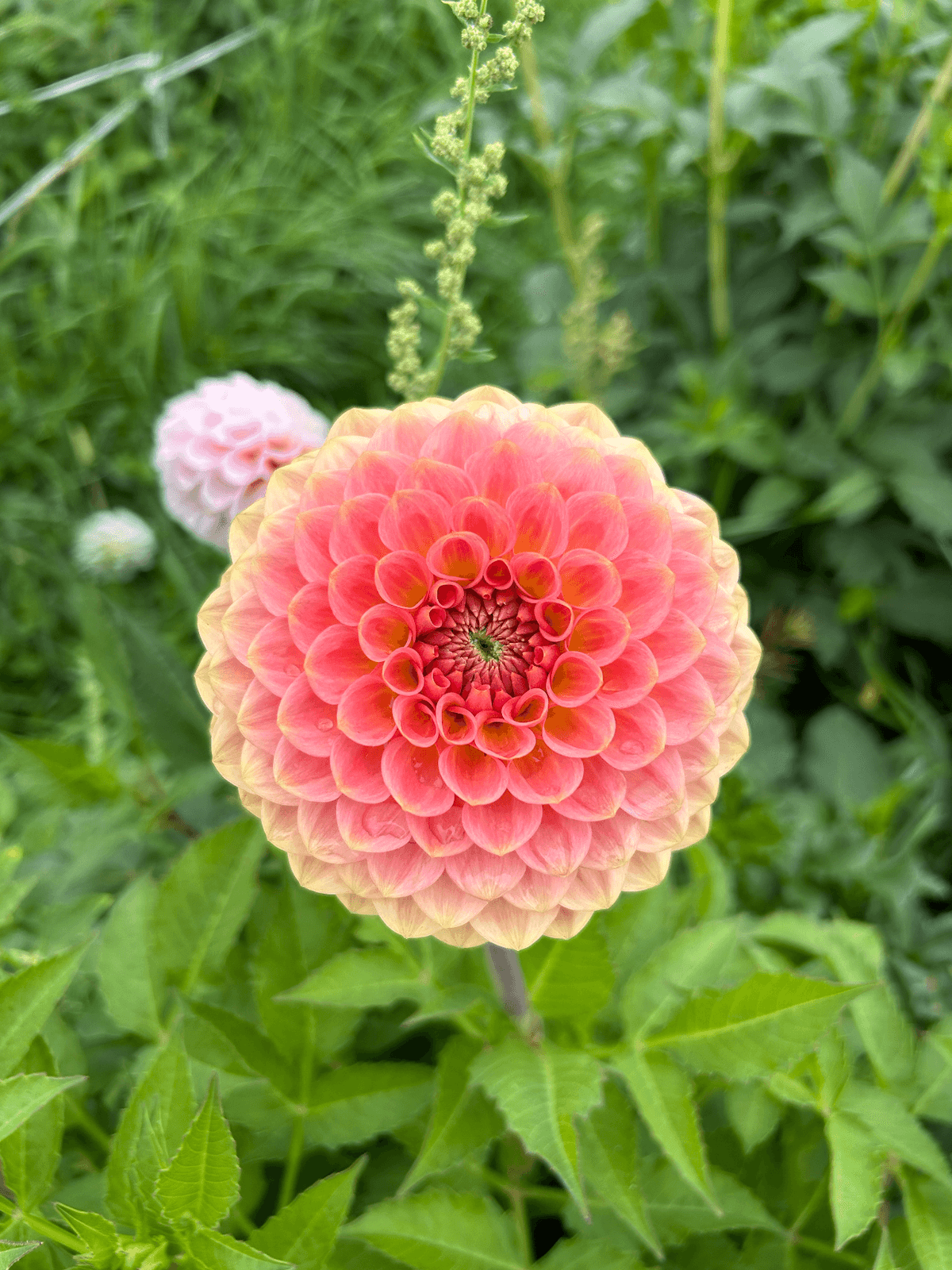 Георгин " 20th ave softer peach"