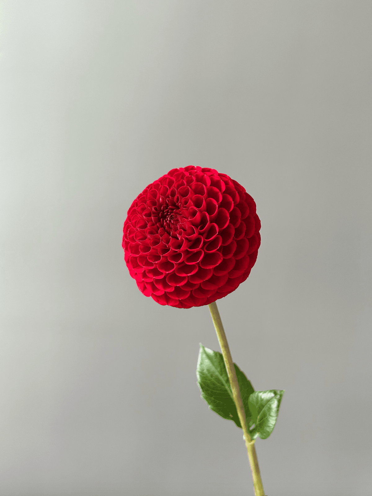 Георгин "Cornel red"