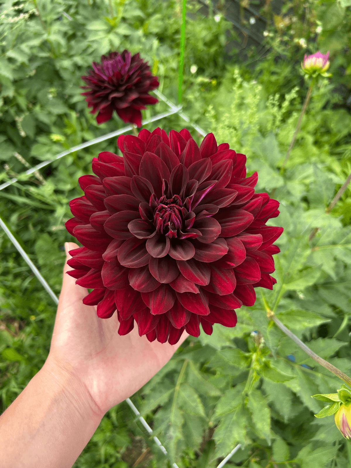 Георгин "Hollyhill Black Beauty"