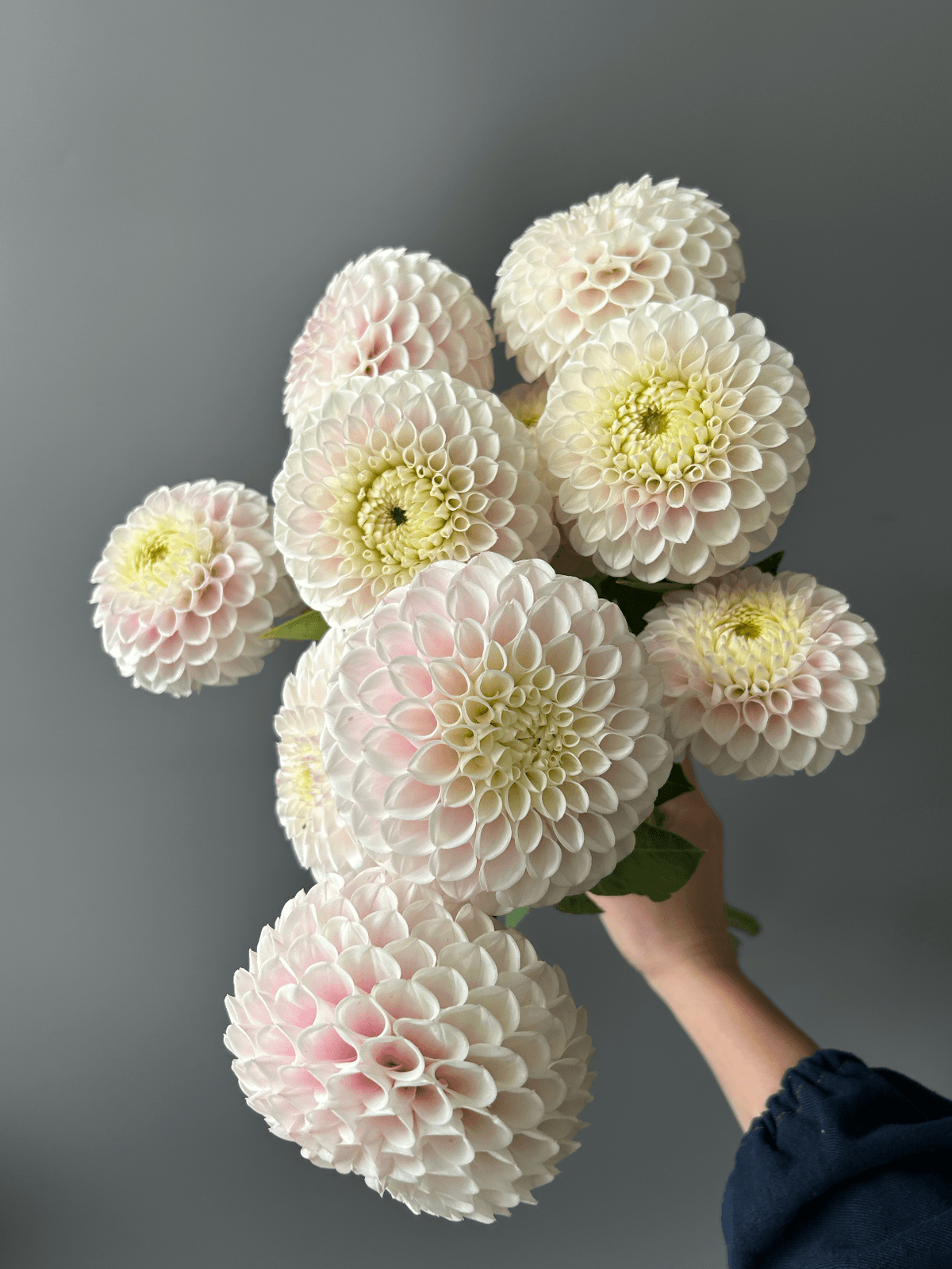 Георгин "Pink Pearl"
