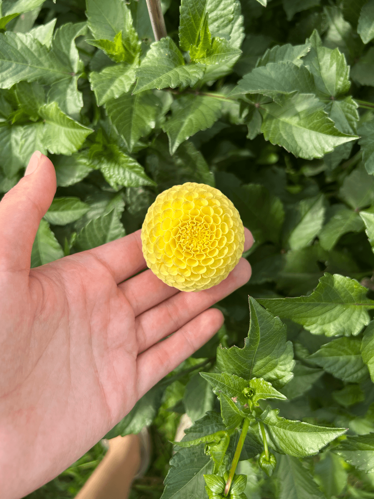 Георгин "Buttercup"