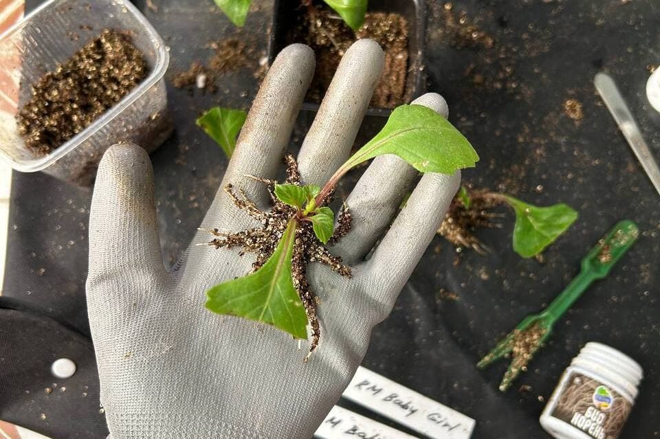 Корни укоренённого черенка георгина после очистки