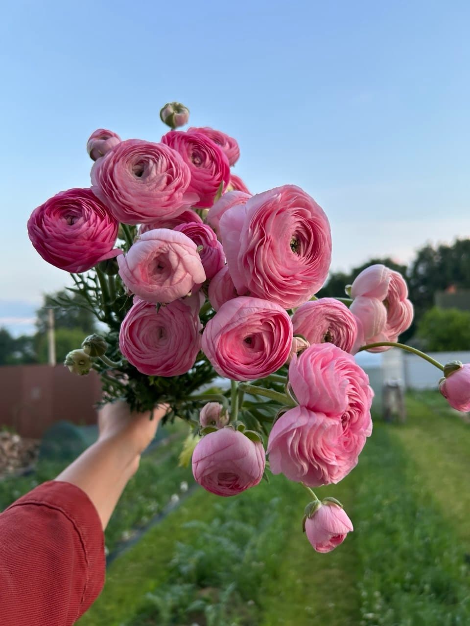 купить свежие фермерские ранункулюсы rosa chiaro